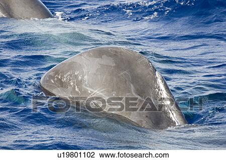 Stock Image - Sperm whale (Physeter macrocephalus) performing head-out behaviour, vertical in the water while socialising. This is followed by either disappearing below the surface or turning upside down. Endangered. Ionian Sea, Greece. Fotosearch