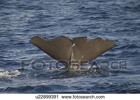 Stock Image - Sperm Whale (Physeter macrocephalus) Fluke with identifying marks on tail. Azores. Fotosearch