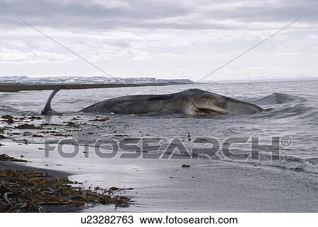 Stock Image - Sperm whale (Physeter macrocephalus / catodon) washed up dead north coast of Iceland. . Fotosearch
