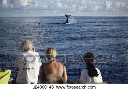 Sperm Whale (Physeter macrocephalus) lob tailing. Azores View Large Photo Image Stock Image - Sperm Whale (Physeter macrocephalus) lob tailing. Azores. Fotosearch