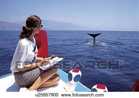 Stock Image - Sperm whale (Physeter macrocephalus) fluking whilst being monitored by the Greek Sperm Whale Research Program. The Mediterranean population is considered Endangered. SW Cretan Sea, Greece. Fotosearch