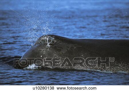 Sperm Whale (Physeter macrocephalus) surfacing (note blowhole detail, left side and forward on head. This is the species field diagnostic in the mid-riff region of the Gulf of California (Sea of Cortez), Mexico. View Large Photo Image Stock Photo - Sperm Whale (Physeter macrocephalus) surfacing (note blowhole detail, left side and forward on head. This is the species field diagnostic in the mid-riff region of the Gulf of California (Sea of Cortez), Mexico.. Fotosearch