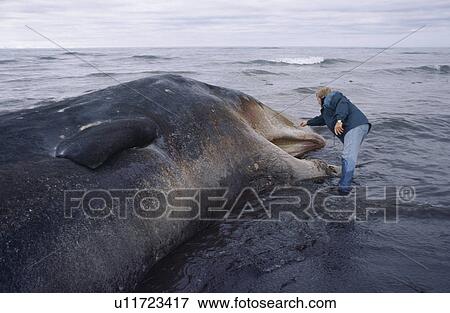 Stock Photo - Sperm whale (Physeter macrocephalus / catodon) washed up dead with man standing by head for scale. North coast of Iceland. . Fotosearch