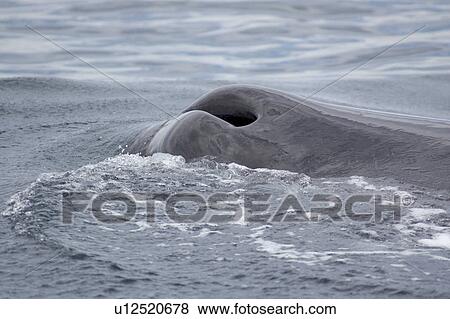 Stock Photo - Sperm Whale (Physeter macrocephalus) Close up of blowhole. Fotosearch