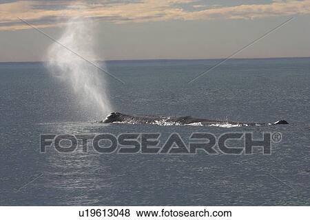Sperm whale (Physeter macrocephalus) exhaling at surface, Kaikoura, South Island, New Zealand View Large Photo Image Stock Photo - Sperm whale (Physeter macrocephalus) exhaling at surface, Kaikoura, South Island, New Zealand. Fotosearch