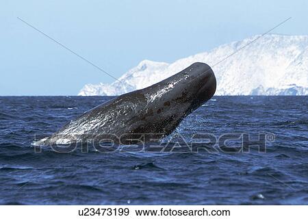 Stock Photo - Sperm Whale, Physeter macrocephalus, half breaching in the Midriff region of the Gulf of California, Mexico t. Fotosearch