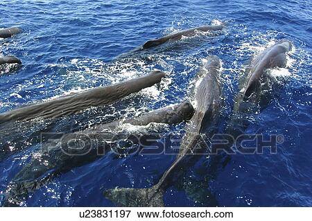 Stock Photo - Sperm whale. (Physeter macrocephalus). A group of sperm whales socialising. Caribbean.. Fotosearch