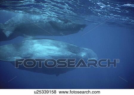 Stock Photo - Sperm Whale (Physeter macrocephalus) social group with small calf. Azores. Fotosearch
