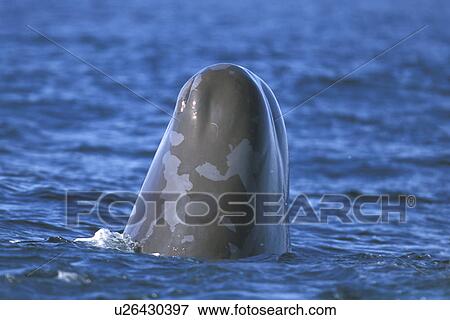 Sperm Whale (Physeter macrocephalus) Young spy-hopping (note the sloughing skin) Mid-riff region of the Gulf of California (Sea of Cortez), Mexico. View Large Photo Image Stock Photo - Sperm Whale (Physeter macrocephalus) Young spy-hopping (note the sloughing skin) Mid-riff region of the Gulf of California (Sea of Cortez), Mexico.. Fotosearch