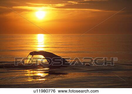 Sperm Whale (Physeter macrocephalus) fluke-up dive at sunset. Mid-riff region of the Gulf of California (Sea of Cortez), Mexico. (rr) View Large Photo Image Stock Photograph - Sperm Whale (Physeter macrocephalus) fluke-up dive at sunset. Mid-riff region of the Gulf of California (Sea of Cortez), Mexico. (rr). Fotosearch