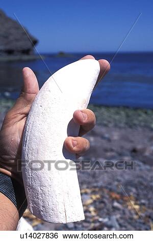 Sperm Whale (Physeter macrocephalus) Eight-inch tooth from lower right mandible (jawbone) of an adult bull in the mid-riff region of the Gulf of California (Sea of Cortez), Mexico. View Large Photo Image Stock Photograph - Sperm Whale (Physeter macrocephalus) Eight-inch tooth from lower right mandible (jawbone) of an adult bull in the mid-riff region of the Gulf of California (Sea of Cortez), Mexico.. Fotosearch