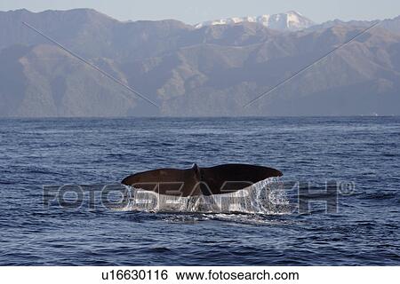 Sperm whale (Physeter macrocephalus) diving Kaikoura, South Island, New Zealand View Large Photo Image Stock Photograph - Sperm whale (Physeter macrocephalus) diving Kaikoura, South Island, New Zealand. Fotosearch