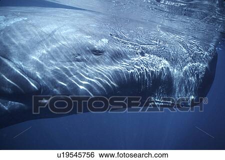 Stock Photograph - Sperm Whale, Physeter macrocephalus, calf, head detail, in the northern Gulf of California, Mexico. Fotosearch