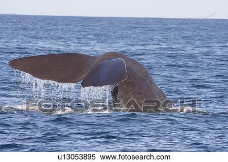 Stock Photography - Sperm whale (Physeter macrocephalus) diving Kaikoura, South Island, New Zealand. Fotosearch