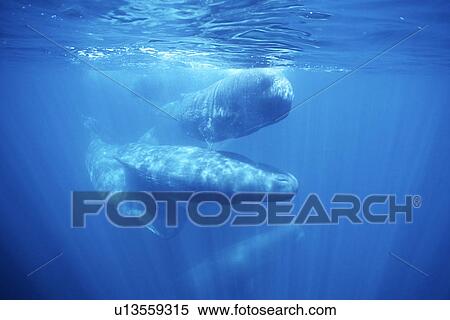 Sperm Whale, Physeter macrocephalus, young, social rubbing in the northern Gulf of California, Mexico View Large Photo Image Stock Photography - Sperm Whale, Physeter macrocephalus, young, social rubbing in the northern Gulf of California, Mexico. Fotosearch