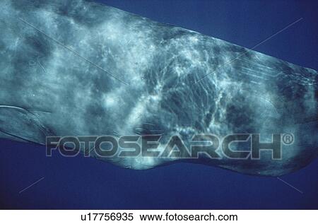 Stock Photography - Sperm Whale (Physeter macrocephalus) eye underwater. Azores. Fotosearch
