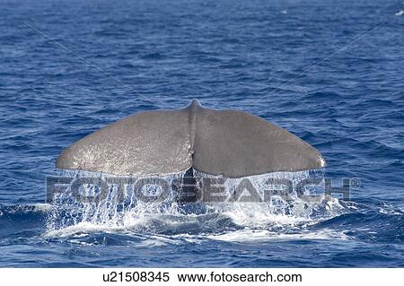 Stock Photography - Sperm whale (Physeter macrocephalus) fluking before diving to depths of about 1000m. Fluke span can range from 3 to 5m for mature adults. Endangered, Ionian Sea, Greece.. Fotosearch