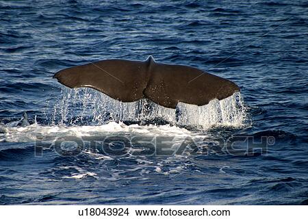 Picture - Sperm whale tail fluke (Physeter macrocephalus) Azores, Atlantic Ocean. Fotosearch