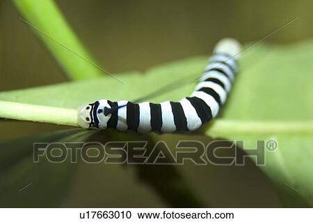 Sphingidae moth larvae on leaf, Mamiraua sustainable development reserve, Amazonas, Brazil View Large Photo Image Stock Image - Sphingidae moth larvae on leaf, Mamiraua sustainable development reserve, Amazonas, Brazil. Fotosearch