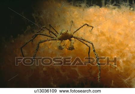 Stock Photo - Spider crab (Macropodia tenuirostris). St Abbs, UK. Fotosearch
