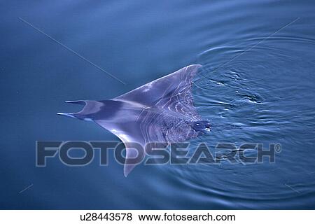 Spinetail Mobula (Mobula japonica)swimming on the surface in the lower Gulf of California (Sea of Cortez), Mexico. View Large Photo Image Stock Photo - Spinetail Mobula (Mobula japonica)swimming on the surface in the lower Gulf of California (Sea of Cortez), Mexico.. Fotosearch
