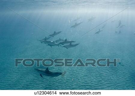 Picture - Spinner dolphins (Stenella longirostris). Big Island, Hawaii, USA. Fotosearch