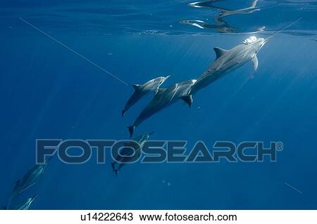 Stock Image - Spinner dolphins (Stenella longirostris). Big Island, Hawaii, USA. Fotosearch
