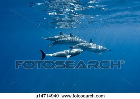 Stock Image - Spinner dolphins (Stenella longirostris). Big Island, Hawaii, USA. Fotosearch