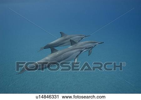 Spinner dolphins (Stenella longirostris). Big Island, Hawaii, USA (RR) View Large Photo Image Stock Image - Spinner dolphins (Stenella longirostris). Big Island, Hawaii, USA (RR). Fotosearch