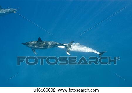 Spinner dolphins (Stenella longirostris). Big Island, Hawaii, USA View Large Photo Image Stock Image - Spinner dolphins (Stenella longirostris). Big Island, Hawaii, USA. Fotosearch