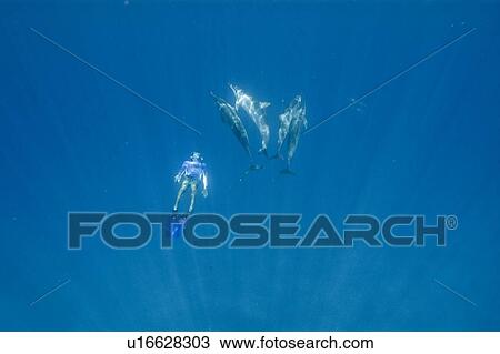 Spinner dolphins (Stenella longirostris) with free diver. Big Island, Hawaii, USA View Large Photo Image Stock Image - Spinner dolphins (Stenella longirostris) with free diver. Big Island, Hawaii, USA. Fotosearch