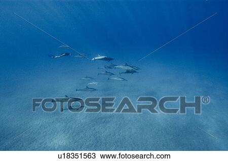 Stock Image - Spinner dolphins (Stenella longirostris). Big Island, Hawaii, USA. Fotosearch