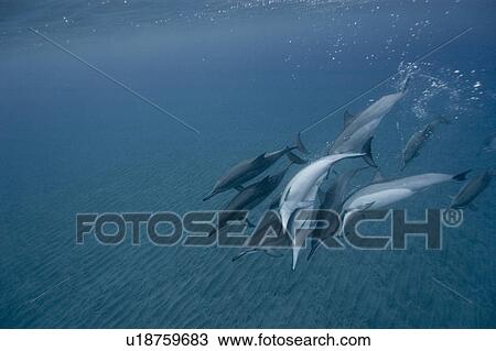 Stock Image - Spinner dolphins (Stenella longirostris). Big Island, Hawaii, USA (RR). Fotosearch
