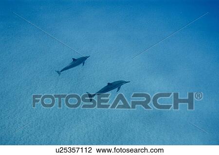 Stock Image - Spinner dolphins (Stenella longirostris). Big Island, Hawaii, USA. Fotosearch