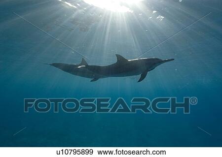 Stock Photo - Spinner dolphins (Stenella longirostris). Big Island, Hawaii, USA. Fotosearch