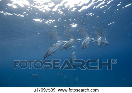 Stock Photo - Spinner dolphins (Stenella longirostris). Big Island, Hawaii, USA (RR). Fotosearch