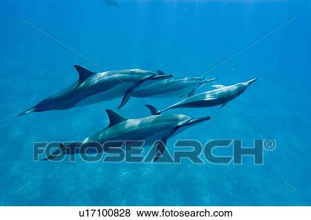 Spinner dolphins (Stenella longirostris). Big Island, Hawaii, USA View Large Photo Image Stock Photo - Spinner dolphins (Stenella longirostris). Big Island, Hawaii, USA. Fotosearch