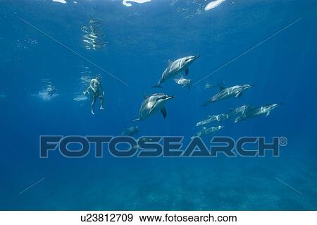 Stock Photo - Spinner dolphins (Stenella longirostris) with free diver. Big Island, Hawaii, USA. Fotosearch