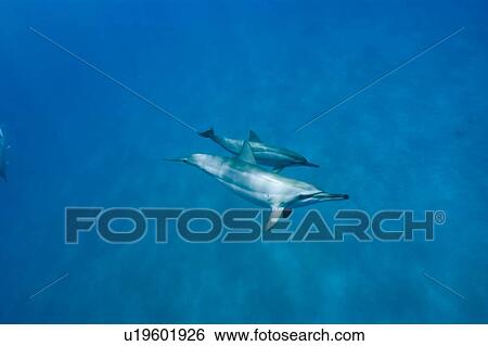 Stock Photograph - Spinner dolphins (Stenella longirostris). Big Island, Hawaii, USA. Fotosearch