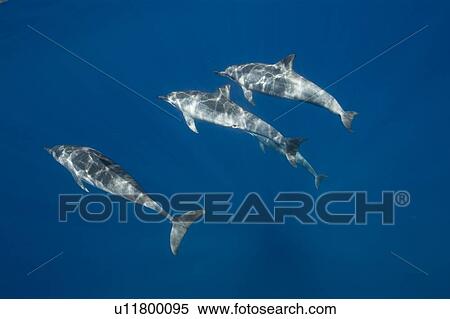 Stock Photography - Spinner dolphins (Stenella longirostris). Big Island, Hawaii, USA. Fotosearch