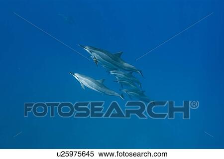 Spinner dolphins (Stenella longirostris). Big Island, Hawaii, USA View Large Photo Image Stock Photography - Spinner dolphins (Stenella longirostris). Big Island, Hawaii, USA. Fotosearch