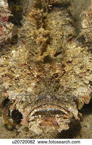 Stock Image - Spiny Devilfish (Inimicus didactylus) disguised in sand, Puerto Galera, Mindoro, Philippines. Fotosearch