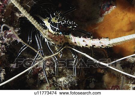 Picture - Spiny Lobster (Panulirus femoristriga). Wakatobi, Onemobaa Island, Indonesia. Fotosearch