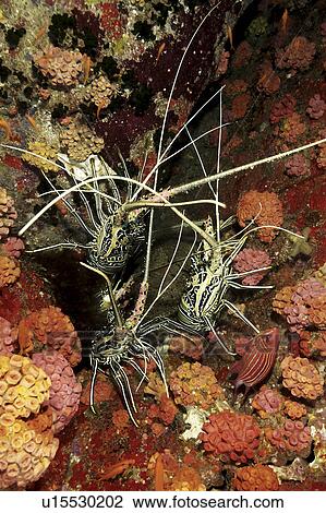 Spiny Lobster (Panulirus femoristriga). Wakatobi, Onemobaa Island, Indonesia View Large Photo Image Stock Image - Spiny Lobster (Panulirus femoristriga). Wakatobi, Onemobaa Island, Indonesia. Fotosearch