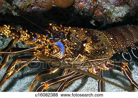 Spiny lobster, Panulirus sp., night, Ponta da Sapata, Fernando de Noronha national marine sanctuary, Pernambuco, Brazil (S. Atlantic) View Large Photo Image Stock Photo - Spiny lobster, Panulirus sp., night, Ponta da Sapata, Fernando de Noronha national marine sanctuary, Pernambuco, Brazil (S. Atlantic). Fotosearch