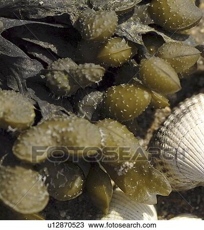 Spiral Wrack (Fucus spirals), clear view of inflated nodules at the ends of this algae view on the shore, St Abbs, Scotland, UK North Sea View Large Photo Image Stock Image - Spiral Wrack (Fucus spirals), clear view of inflated nodules at the ends of this algae view on the shore, St Abbs, Scotland, UK North Sea. Fotosearch