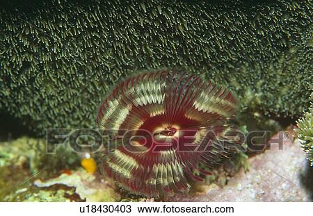 Split-crown feather duster worm (anamobea orstedii). View Large Photo Image Stock Image - Split-crown feather duster worm (anamobea orstedii).. Fotosearch