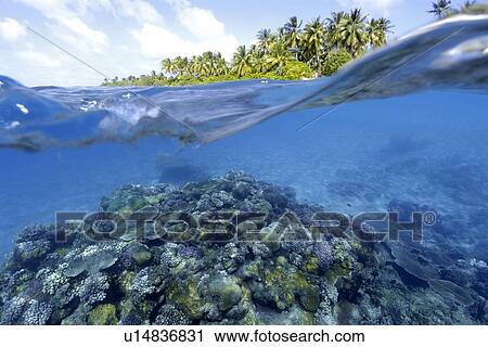 Split image of pristine coral reef and island, Rongelap, Marshall Islands, Micronesia View Large Photo Image Stock Image - Split image of pristine coral reef and island, Rongelap, Marshall Islands, Micronesia. Fotosearch