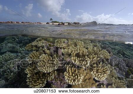 Stock Image - Split image of pristine coral reef and sky, Rongelap, Marshall Islands, Micronesia. Fotosearch