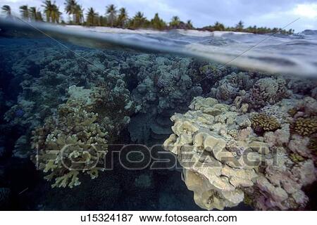 Stock Photo - Split image of pristine coral reef and island, Rongelap, Marshall Islands, Micronesia. Fotosearch
